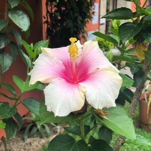 Meet your Posher, Isabel